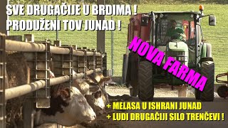 NOVO U TOVU JUNADI kod Zlatiborca  ishrana MELASOM TRAŽE SE TEŠKA JUNAD evo KAKO se to RADI NA [upl. by Edris561]