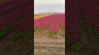 📍Tulip fields Netherlands europeansummer netherlands tulips music mehdihasan [upl. by Yaresed458]