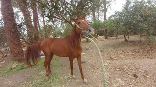 Horse eating fruits funny🐎 [upl. by Ollopa]