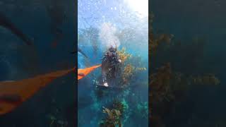 Surfacing from an amazing dive scubadiving ocean reels shorts chill underwatervideo [upl. by Petromilli]