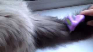 Using the Furminator on Ragdoll kitten [upl. by Eneja]