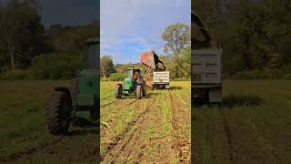 Chopping corn 2024 farmingcornchopping [upl. by Ahtanoj407]