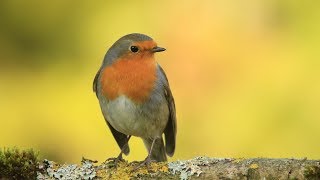 chants  cris du rouge gorge HDsongs  calls european robin HD [upl. by Ydollem]