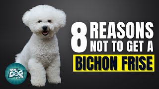 8 Reasons Why You SHOULD NOT Get a Bichon Frise [upl. by Neillij]