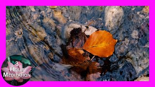 Leaves on Flowing Stream  Calming Meditation amp Sleep Music  3 Hours [upl. by Nannek]