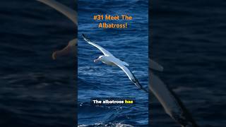 Natures Superheroes Video No 31  Meet The Albatross wildlife natureheroes facts [upl. by Herr]