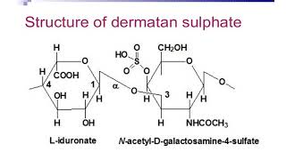 CHEM2114  Lecture 17  Mucopolysaccharides and Proteoglycans [upl. by Cirenoj915]