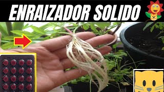 El Mejor Enraizador Fácileconómico Y Efectivo Para Las Plantas Con Tiamina Gato Garden [upl. by Reynold191]