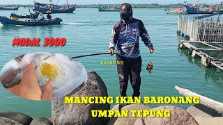 Mancing Baronang Umpan Tepung [upl. by Bornie]