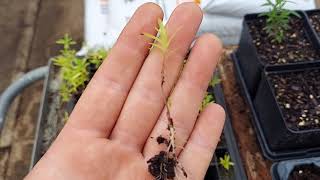 Transplanting Notes on Butterfly Milkweed  Asclepias tuberosa [upl. by Erlewine748]