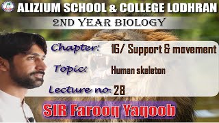 Topic Human skeleton  Lecture  28  Chapter  16  2nd Year  Biology  Sir Farooq [upl. by Serolod]