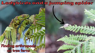 Funguseating ladybirds and a jumping spider on tree fern leaves [upl. by Norre903]