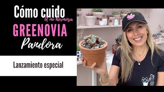 👩🏼‍🌾 Greenovia pandora como la cuido y un lanzamiento especial [upl. by Layman]