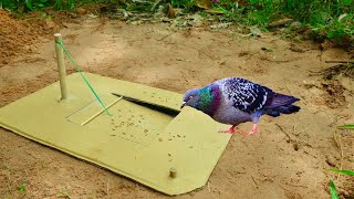 Best Unique Underground Bird Trap  Create Underground Pigeon Trap Using Cardboard Box [upl. by Enyak]