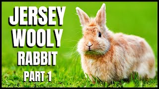 Jersey Wooly Rabbit 101 All You Need To Know Part 1 [upl. by Noevart]