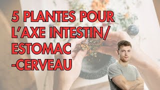 5 PLANTES pour laxe ESTOMACINTESTIN CERVEAU [upl. by Lolanthe]