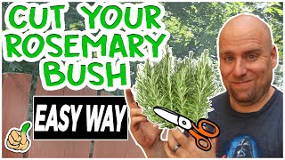 Pruning Rosemary Bush To Promote Growth  Simple Way [upl. by Ackerley]