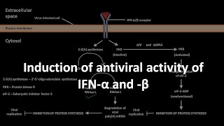 Interferon alpha and interferon beta and their antiviral activity [upl. by Adnahsor912]