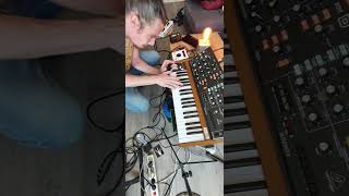 Synthesizer Going Mad Behringer Poly D synthesizer solo crazy analog [upl. by Nierman]