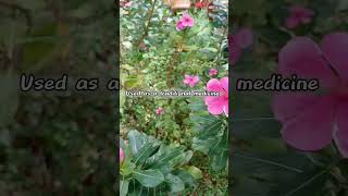 Catharanthus roseus 🌸shortvideo trending fruit gardenplants garden uses flowers plant short [upl. by Ilowell849]