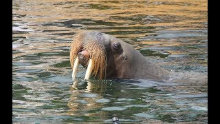 Walrussen  Pacific walrusses  Dolfinarium Harderwijk [upl. by Iaria]