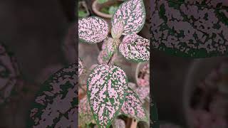 Pink polka dot plant short [upl. by Harrie]