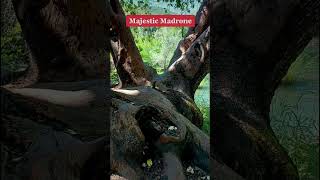 Huge Madrone tree in Upper Gold Nugget Park along the Rogue River near Gold Hill OR 6323 [upl. by Pogue458]