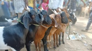 बकरा बाजार सस्ते दामों में बाराबंकी🦙Bakragotpopularviralanimals Barabanki viralvideo 2023 [upl. by Jasen]