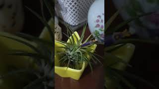 Tillandsia Air Plant 🩷Namulaklak agad 🙏🥰🙏 [upl. by Esylle692]