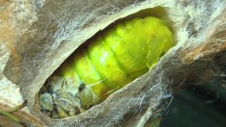 A Moth Lifestyle Pupation Process [upl. by Elysha]