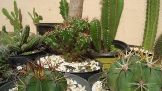 TOP 10  CACTOS de FÁCIL CULTIVO [upl. by Koby28]