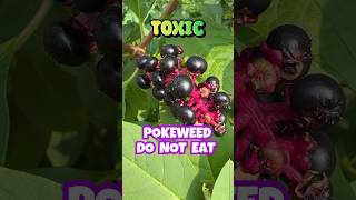 Do not eat Pokeweed Berries  Toxic shortsvideo [upl. by Bendite]