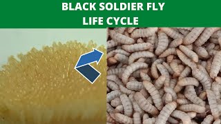 black soldier fly life cyclethe cycle of black soldier BSF [upl. by Nyllewell126]