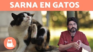 SARNA EN GATOS  Tipos Síntomas y Tratamiento [upl. by Letnoj975]