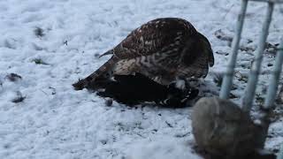 HønsehaukGoshawk [upl. by Stillman]