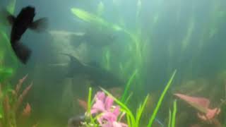 buy cardinal tetras [upl. by Nahum]