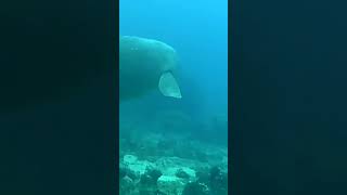 Gulat ako dugong🦭🦭 spearfishinglife spearfishingadventures spearfishingph fishinglife [upl. by Arahahs]