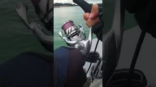 ASMR New Shimano Stradic C3000XG Screaming Reel shorts shimano stradic kayak fishing [upl. by Lah]