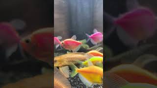 CIRICIRI IKAN KEKURANGAN OKSIGEN DALAM AQUARIUM petfish freshwaterfish ikanhias glofishtetra [upl. by Ennovyhc]