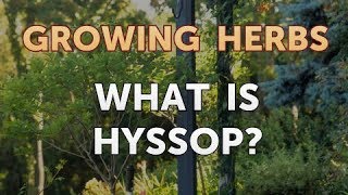 What Is Hyssop [upl. by Renelle626]