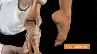 Ankle Joint  Anatomy Tutorial [upl. by Eeb]