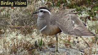 Dotterel flock  sublime shorebirds on vast mountain plateau  Norway [upl. by Kyte]