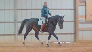 Standardbred Dressage Wattson 112018 [upl. by Anniken792]