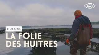 La folie des huîtres  Thalassa [upl. by Amena392]