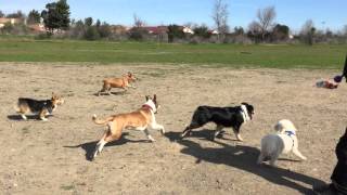 RC dog park action [upl. by Ailb]