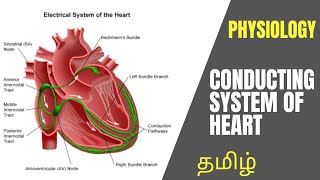 Physiology  CVS Conducting System of Heart in Tamil  Dr Thameem Ansari [upl. by Atul]