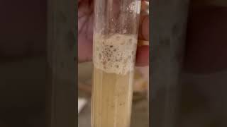 Reaction of ArCOOH with NaHCO3 viralshorts chemistry education scienceexperiment viralvideo [upl. by Aneetsyrk]