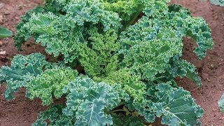 Everything You Need to Know About Growing Kale [upl. by Kavanaugh]