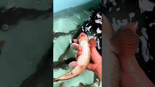 Beautiful Fish Mouth trending mixfishery viralvideo netfish fishingmix [upl. by Marks577]