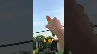 Mini vlogs with birds 🦜🤪 birds birdslover shortsfeed parrot pets parakeet [upl. by Bouzoun]